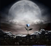 Blue Rose on Wall