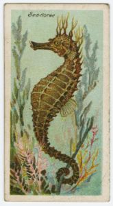 1903 Seahorse cigarette card