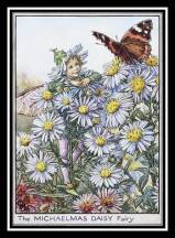 Michalemas daisy card