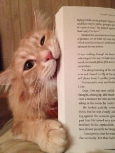 cat eat book