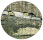 Cat Eyes Watching