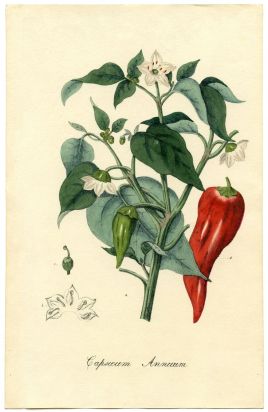 vintage red pepper
