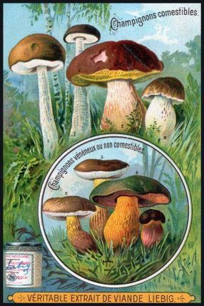 Mushroom ad Victorian