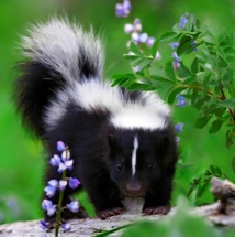 baby skunk 2