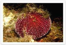 sea urchin violet