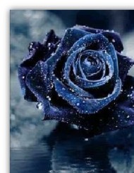 Blue rose, symbol of the impossible