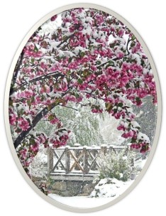 Cherry blossoms snow 2