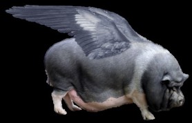 flying-pot-bellied-pig
