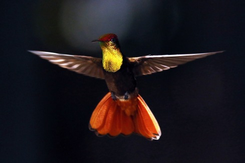 Ruby-topaz_hummingbird_flying in Tobago