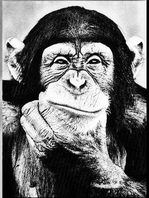 Chimp Thinker Smirk