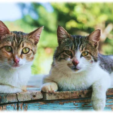 two brown tabby cats lay on wood planks