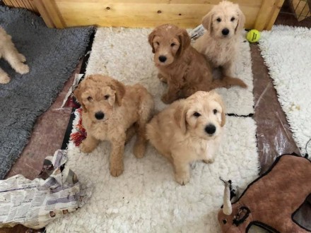 4 Labradoodle puppies