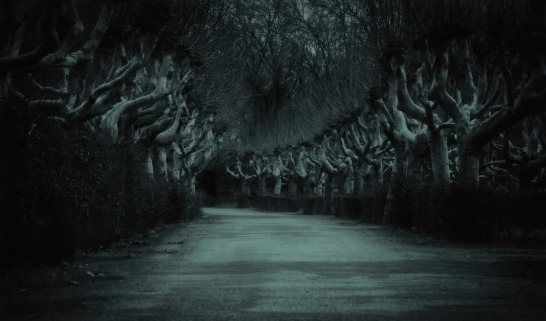 Bare trees dark road