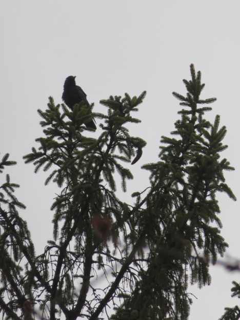 Crow on a high pine branch