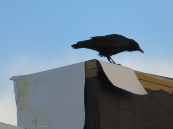 A crow perched on a roof, looking down