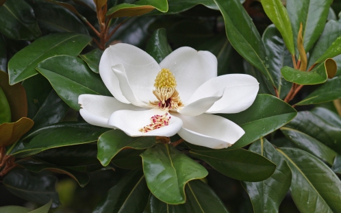 Magnolia_flower n foliage Duke_campus Wikimedia.jpg