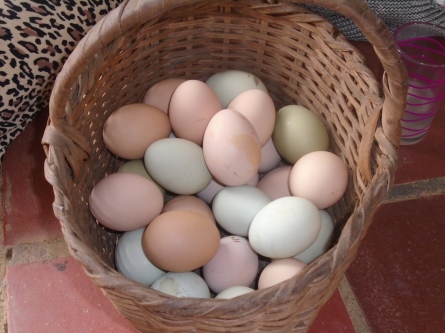 Eggs in basket Wikimedia