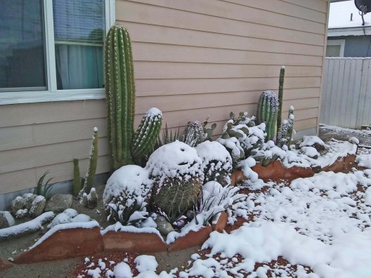 Cactus in snow February 5 2020