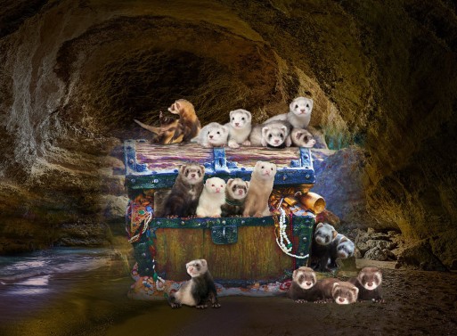 Ferrets in treasure chest cave